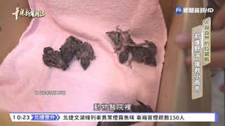 搶救野生小雨燕! 一場人與自然拉鋸戰