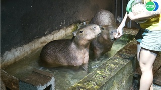 近距離看可愛動物! 新竹一日遊體驗DIY