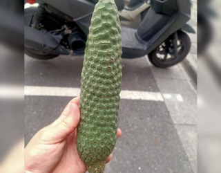 鄰送狼牙棒？「帶鳳梨香氣」淺嚐就好 吃多恐發炎