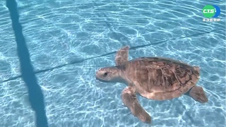 近年夏季酷熱新生海龜僅雌性 性別恐失衡