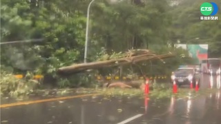 大雨土石鬆 投151線三灣段樹倒釀大塞車