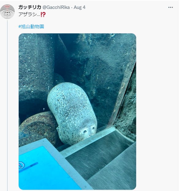 海豹：「我是一顆石頭」 / 圖片翻攝自 ガッチリカ Twitter