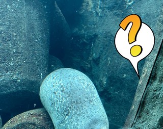 間諜海豹！動物園見海豹偽裝過程 網笑：「豹」枕