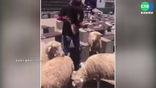 餵食反被咬! 清境遊客動手打綿羊頭惹議