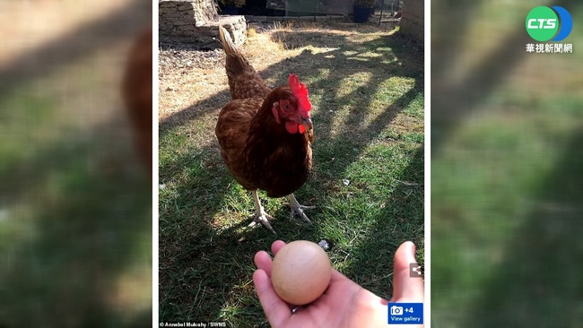 英母雞產罕見圓型蛋 網拍募資改善養雞環境 | 華視新聞