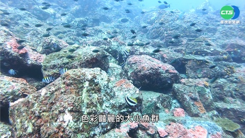 種回海中熱帶雨林 "九孔池"裡的珊瑚花園