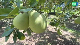 斗六文旦採收缺工.外銷減 農民盼拓展內銷!