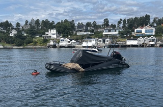 超親人海象暴紅卻遭安樂死 挪威：對公眾造成威脅