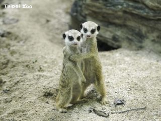 狐獴家族超難「混」！溫馨團結不容易 生活守則很嚴格