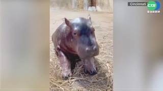 美國最紅河馬寶寶 熱烈投票命名"弗里茨"