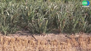 法國乾旱嚴重 農民種高粱節省水資源