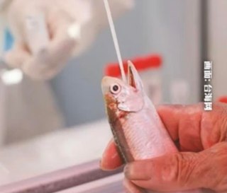 魚也要做核酸！廈門「人+物」同檢 中網友：荒唐