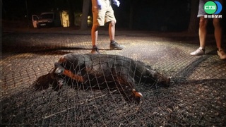 野豬成群結隊逛大街 西班牙爆"野豬之亂"