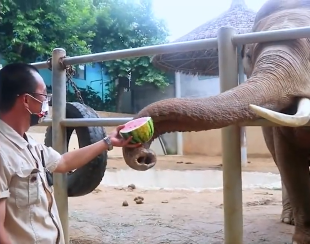 動物園獎勵大象山脈 / 圖片翻攝自 微博