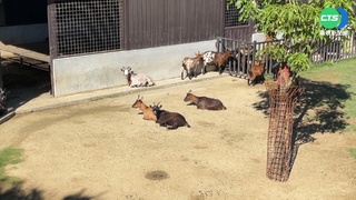 中部首家動物園開幕 70種動物陪你過暑假