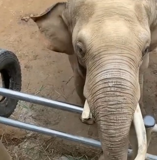 超貼心！孩童鞋掉入象園中 大象用象鼻撿起歸還超暖