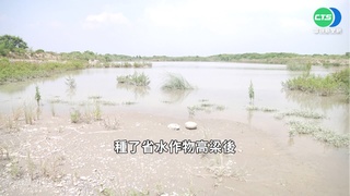 救地層下陷! 雲林種高粱.設地下水補注池