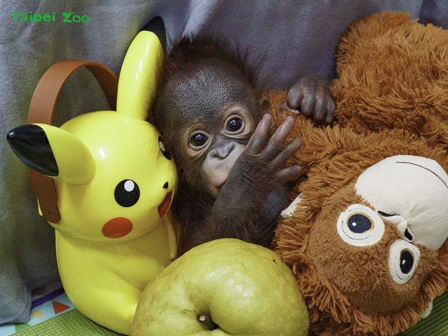 世界紅毛猩猩日 猩猩寶寶抱「媽媽娃娃」萌樣超可愛 | 華視新聞