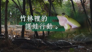 友善農業 翻轉生態危機｜竹林裡的護蛙行動｜華視新聞雜誌