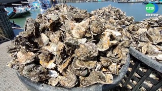 天敵"蚵螺"肆虐 東石牡蠣大量死亡恐價揚