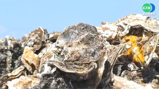 天敵"蚵螺"釀禍! 東石牡蠣大量死亡