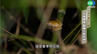 竹林裡的護蛙行動 友善農業翻轉生態危機