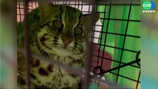 年救30隻石虎! 陳芸詩返鄉開獸醫院獲楷模獎