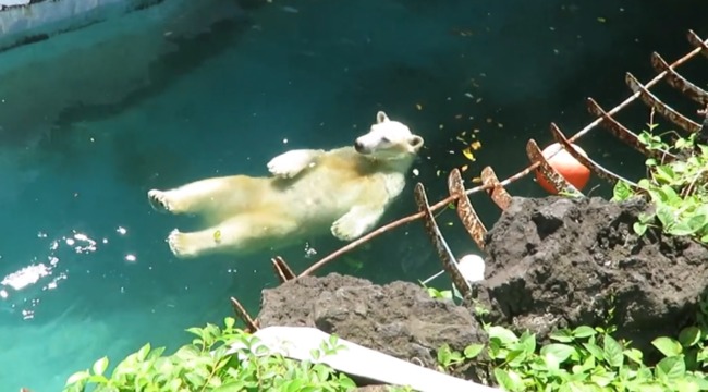 北極熊太熱跳入水中玩「漂漂河」 萌樣讓網笑：浮力熊 | 華視新聞