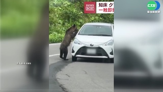 日本北海道"熊出沒" 緊抓車後照鏡猛搖