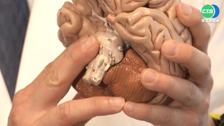 "走路歪斜"發現不對勁 網紅4歲兒腦癌逝