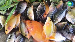 海中怪物現身?! 澎湖大批象魚群游成奇景