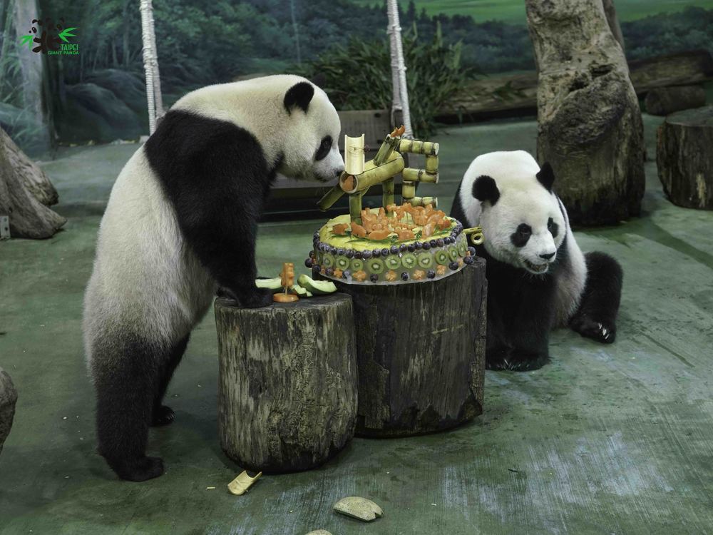 圓寶(左)：又可以和媽媽一起享用蛋糕！/文字.圖片來源 台北市立動物園
