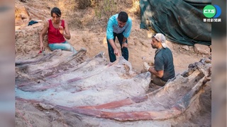 葡萄牙民宅驚見化石 疑歐洲最大恐龍化石