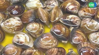 市場需求大! 文蛤隨中秋節靠近恐越貴