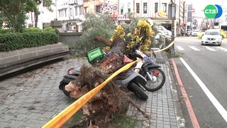 彰化市區颳起強風 路樹倒壓傷外送員