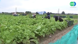 憂颱風釀災損! 農民木棍固定.搶收蔬果