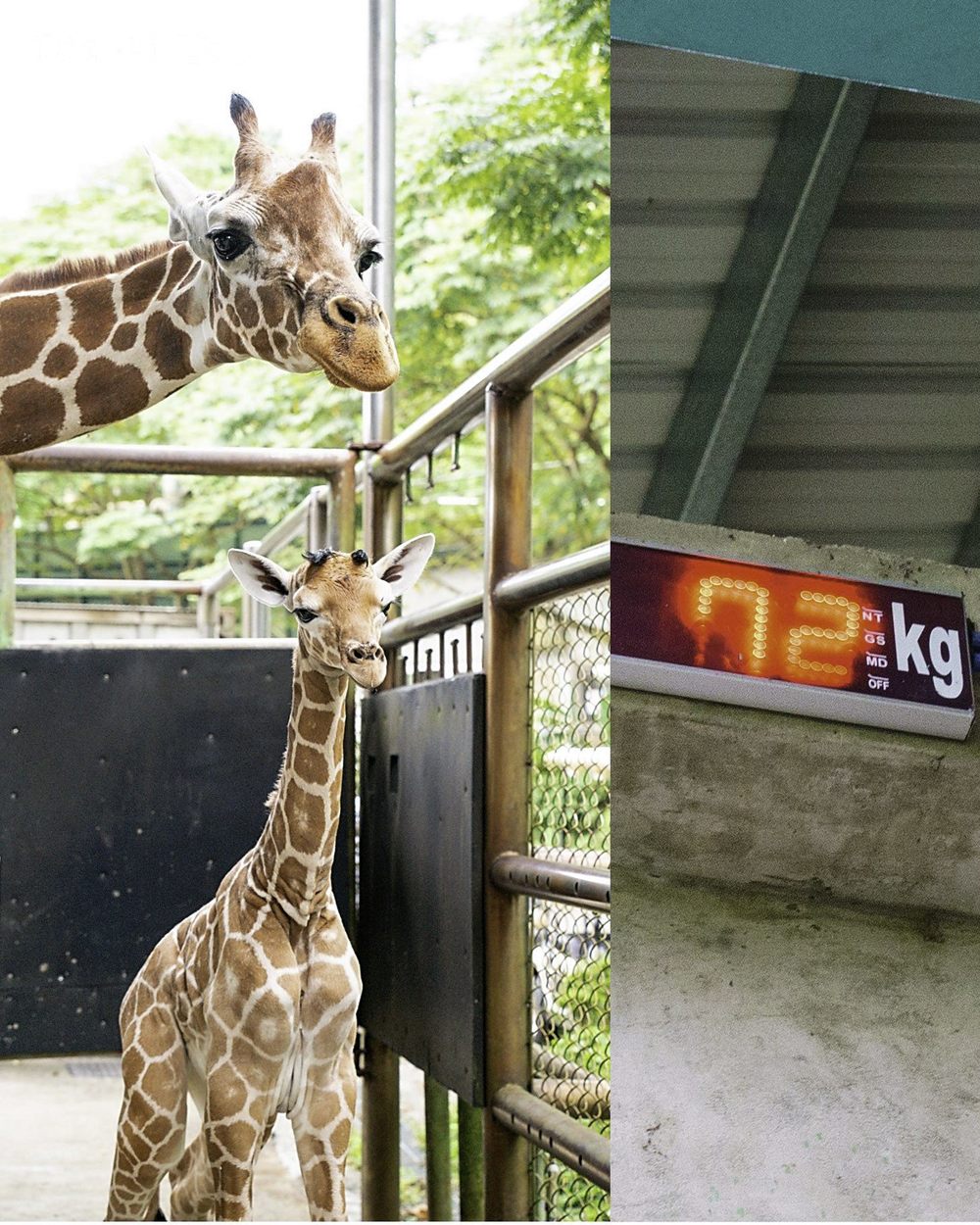 小麥：寶寶你的體重是多少？寶寶：72公斤  / 圖文來源 台北市立動物園