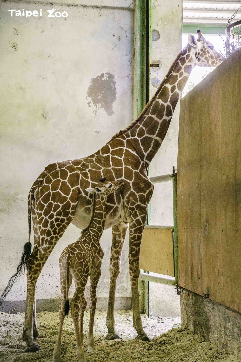 長得比保育員或獸醫師還高的寶寶，往媽媽身旁一站，立馬顯得很嬌小  / 圖文來源 台北市立動物園