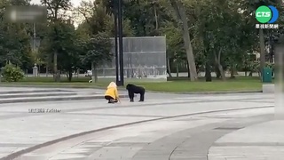 烏克蘭黑猩猩逃家被勸說 穿雨衣搭車返家