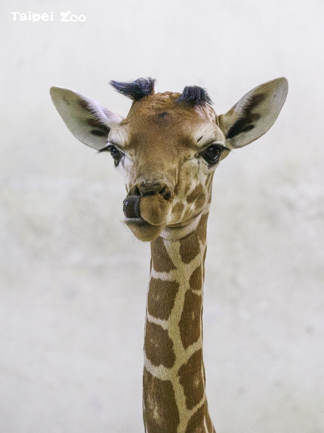 長頸鹿寶寶出生就有183cm 成功戒奶瓶與媽媽互動大增 | 華視新聞
