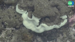 杉原灣珊瑚白化 專家:沒颱風.海水溫高