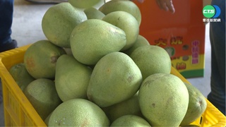 "白露"採收近中秋節 台中文旦恐滯銷4成