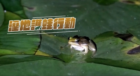 瀕危 台北赤蛙生存戰｜溼地護蛙行動｜華視新聞雜誌