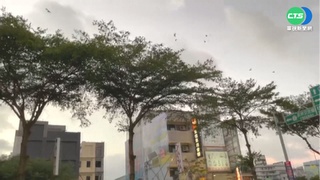 八哥鳥早晚狂叫.亂排泄 周邊居民崩潰