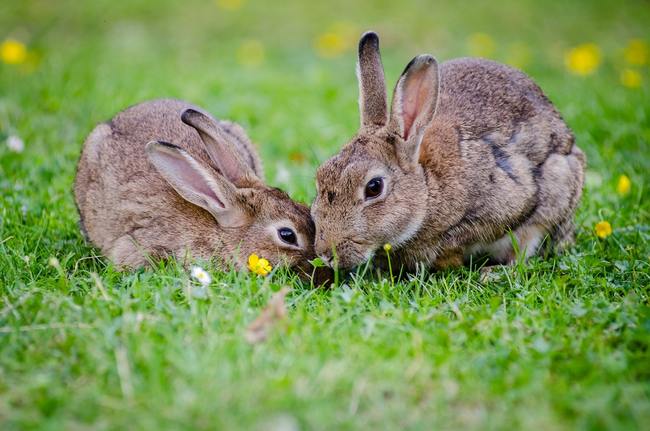 兔子不吃紅蘿蔔？打破「十大迷思」千萬別再亂養了！ | 華視新聞