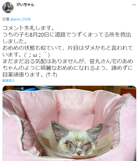 網友分享自己在同一天也撿到受傷小貓 / 翻攝自「笹丸」 推特