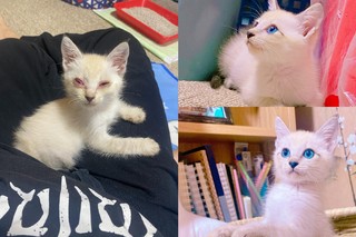 細心照料路邊受傷貓！終於健康開眼 日網友看哭了