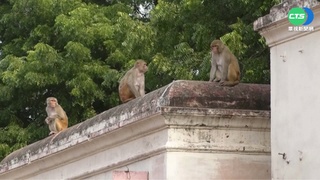 猴出沒注意! "泰姬瑪哈陵"遊客被咬傷