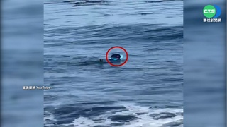 加州男衝浪 遭海獺霸占衝浪板"一度對峙"