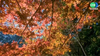 秋天來了! 福壽山"掌葉楓"黃綠紅轉色美翻